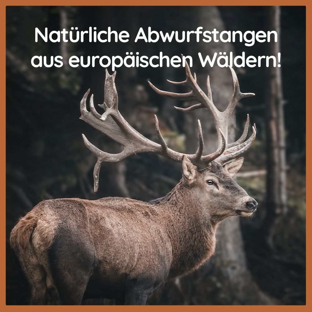 Vorschaubild 16